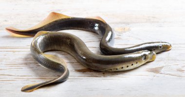 Two lampreys clipart
