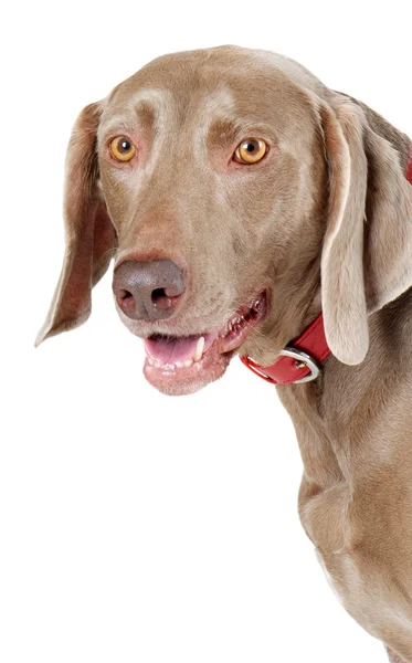 흰색 절연 개 — 스톡 사진