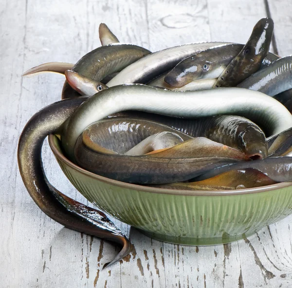 Fish lamprey — Stock Photo, Image
