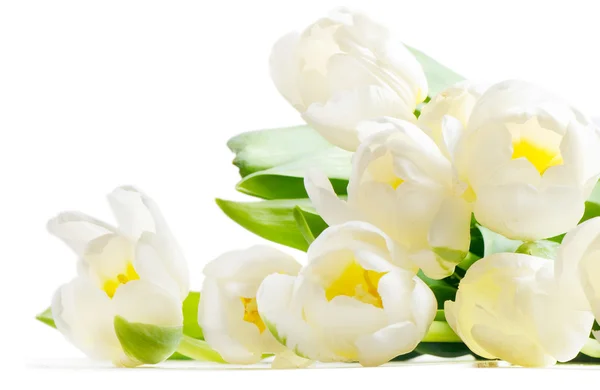 Tulipanes frescos aislados sobre fondo blanco — Foto de Stock
