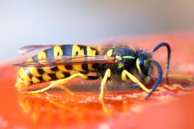 Wasp eating honey clipart