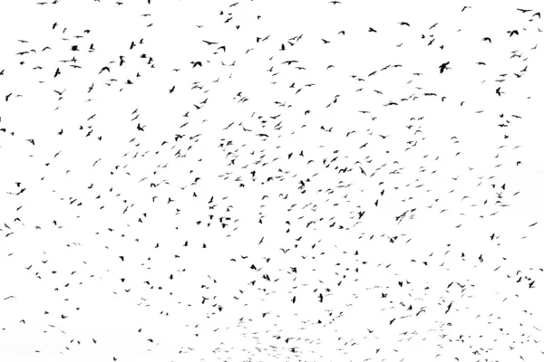 Stor flock kråkor — Stockfoto