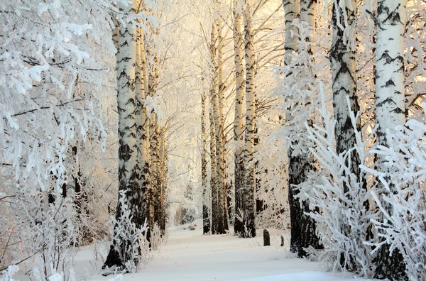Téli nyír woods a reggeli fényben — Stock Fotó