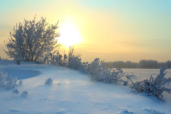 겨울 아침 — 스톡 사진