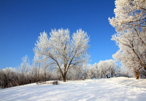 Χιόνι το χειμώνα πάρκο κάτω από την μπλε ουρανό — Φωτογραφία Αρχείου