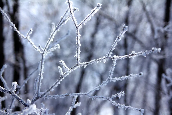 Buz ağaç dalları — Stok fotoğraf