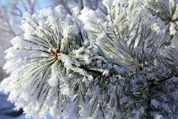 Frozen twigs of pine macro — Stock Photo, Image