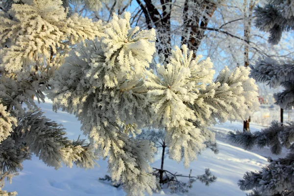 冷冻小树枝的松树 — 图库照片