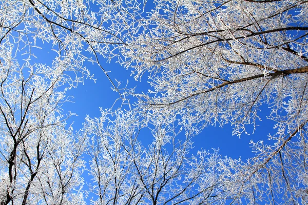 Mavi gökyüzünün altında donmuş ağaç dalları — Stok fotoğraf