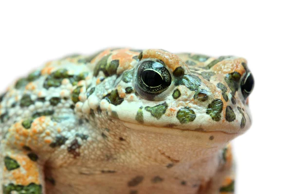 Toad macro portrait — Stock Photo, Image