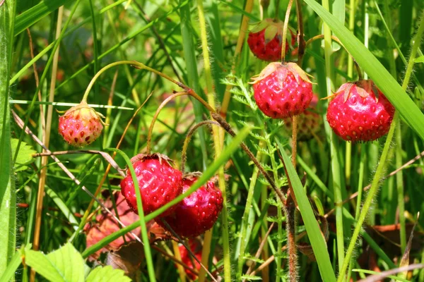 야생 딸기 클로즈업 — 스톡 사진