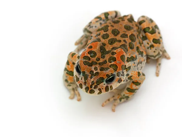 Toad sitting — Stock Photo, Image