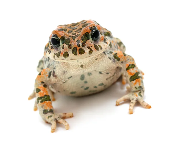 Toad sitting — Stock Photo, Image