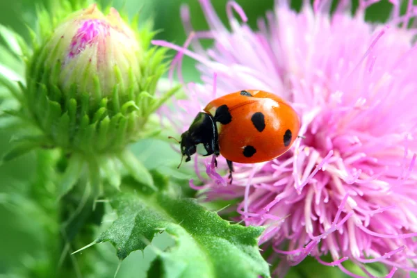 Marienkäfer auf Blütenmakro — Stockfoto
