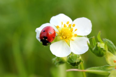 Ladybug on white flower macro clipart