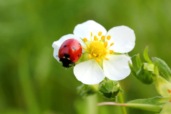 Ladybug on white flower macro — Stock Photo, Image