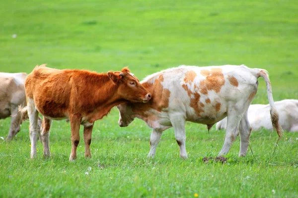 Молодые быки на зеленом лугу — стоковое фото