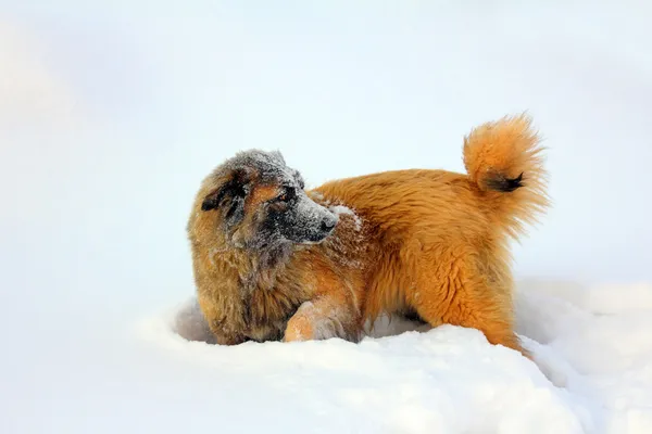 Cão pastor caucasiano na neve — Fotografia de Stock
