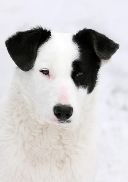 Porträt eines weißen und schwarzen Hundes — Stockfoto
