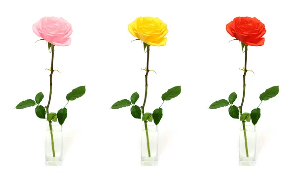 Jedna róża w wazonie - opcje kolorów — Zdjęcie stockowe
