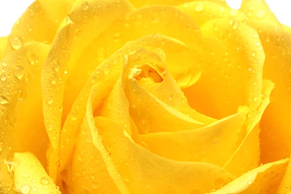 Rosa gialla con gocce primo piano — Foto Stock
