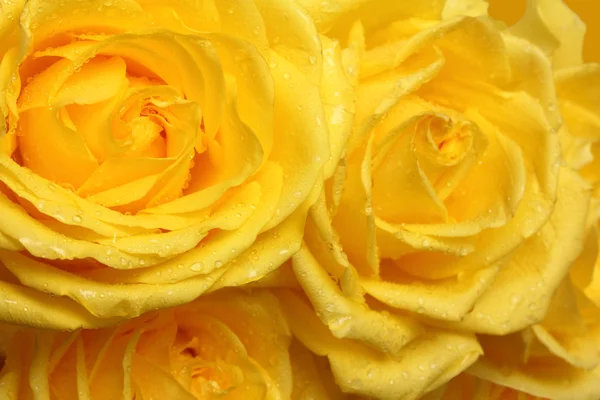 Желтые лепестки роз с капельками крупным планом — стоковое фото
