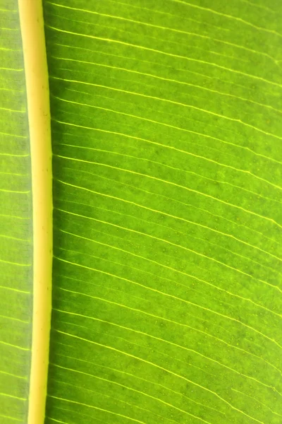 고무 식물 녹색 잎 정 맥 매크로 — 스톡 사진