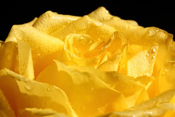 Yellow rose with drops macro — Stock Photo, Image