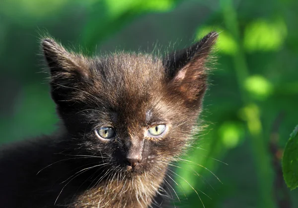Kis fekete cica szabadtéri — Stock Fotó