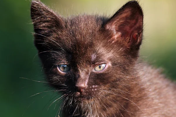 Poco negro gatito al aire libre — Foto de Stock