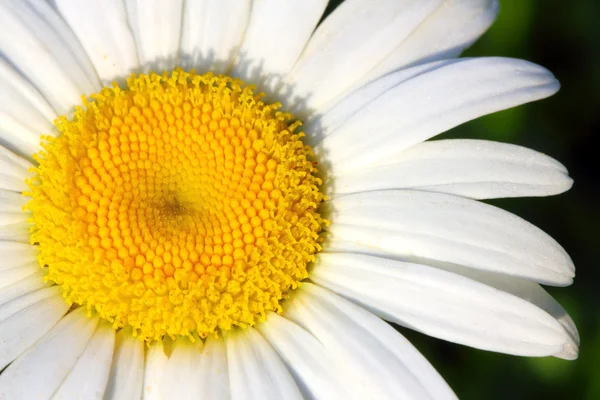 Papatya çiçek makro — Stok fotoğraf