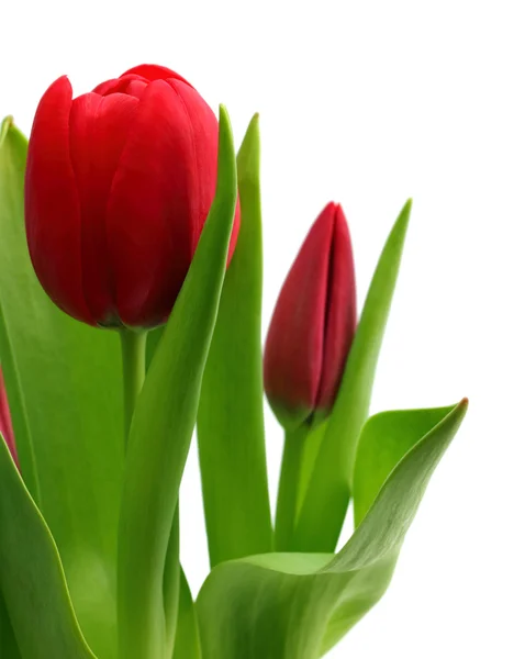 Strauß roter Tulpen in Nahaufnahme — Stockfoto