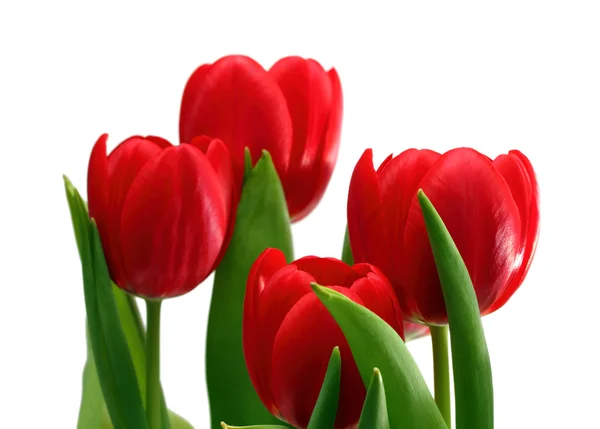 Red tulips close-up — Stock Photo, Image