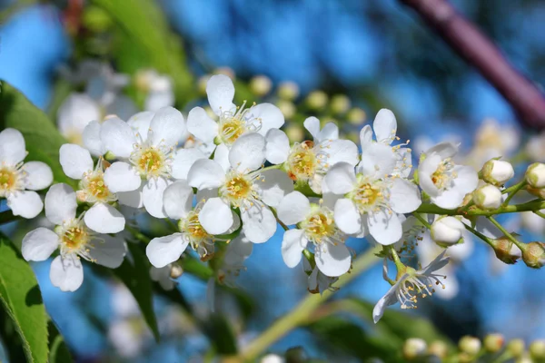 Bird cherry tree flowers macro — Stock Photo, Image