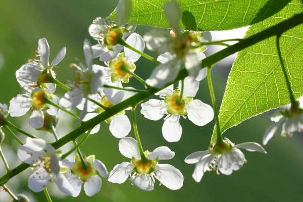 Czeremcha drzewo kwiat makro — Zdjęcie stockowe