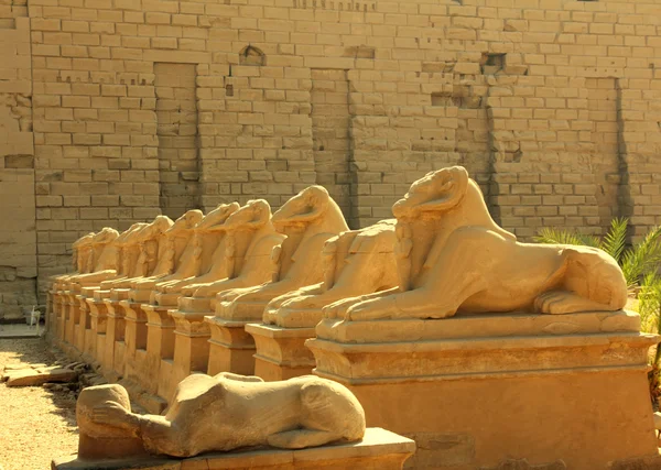 Egitto statue di sfinge nel tempio di Karnak — Foto Stock