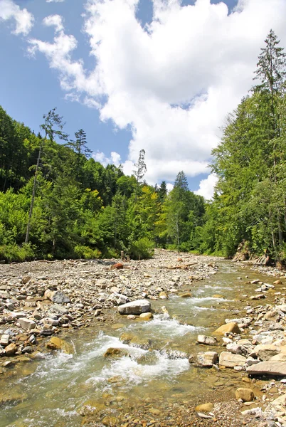 Petite rivière de montagne qui coule dans la forêt de sapins — Photo