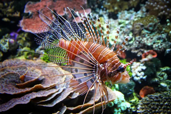 stock image The Red lionfish (Pterois volitans)