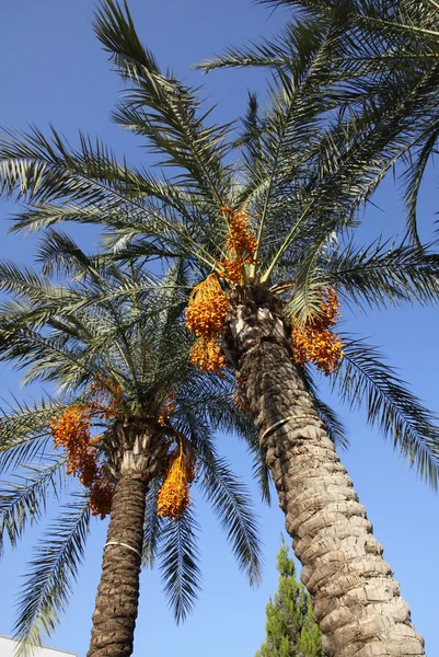 Datum palm träd med datum — Stockfoto