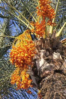 Date palm tree with dates clipart