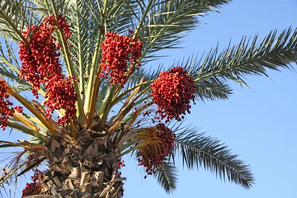 Palmier dattier avec dates — Photo