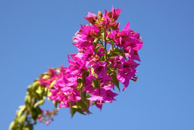 bougainvillea çiçek şube