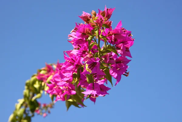 부겐빌레아 꽃의 분 지 — 스톡 사진