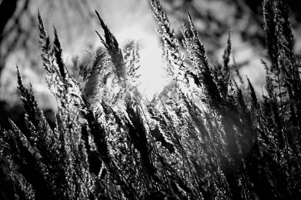 stock image Close-up dry grass