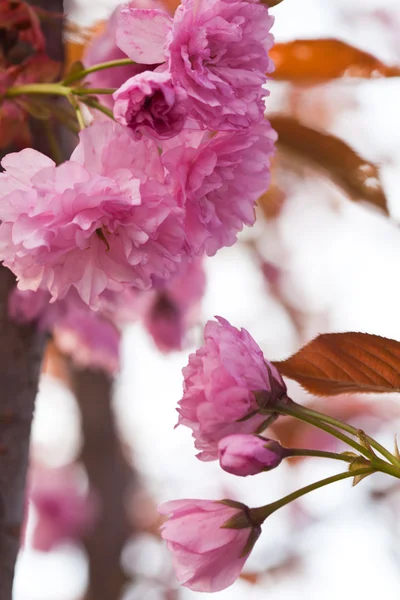 Sakura floraison — Photo
