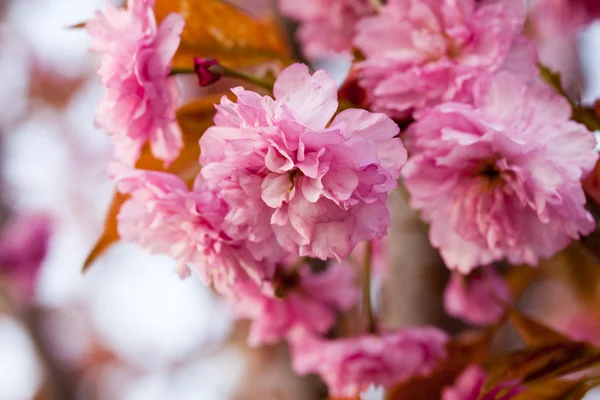 Цветущая Сакура — стоковое фото