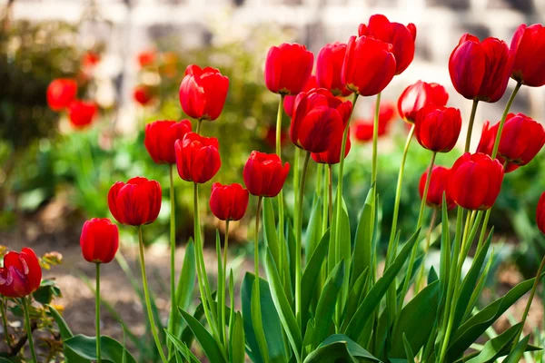 Red tulips flowerbed — Stock Photo, Image