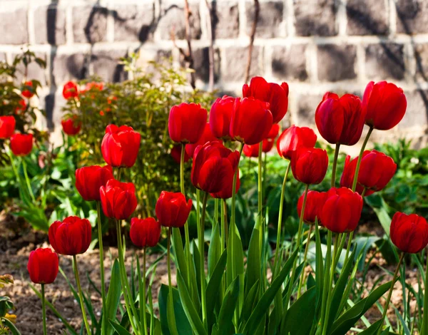 赤いチューリップ花壇 — ストック写真