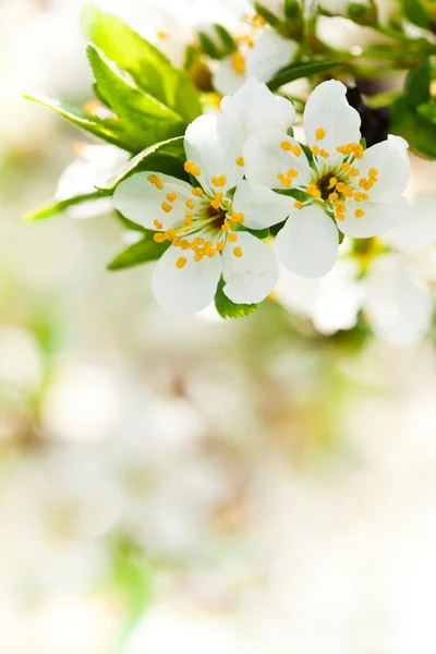 Весна Боке — стокове фото