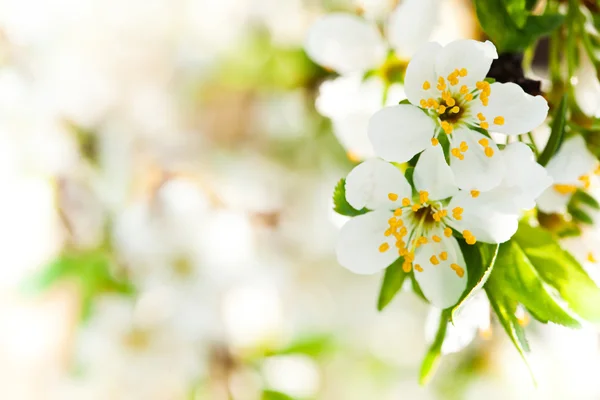 Весна Боке — стокове фото